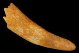 Fossil Pterosaur (Siroccopteryx) Tooth - Morocco #145789-1